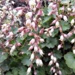Heuchera rubescens Flower