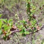 Kotschya strigosa Leaf