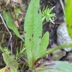 Diatelia tuberaria Likasa