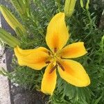 Lilium bulbiferumKvět