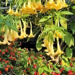 Brugmansia versicolor Blomst