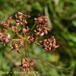 Dichoropetalum carvifolia Φρούτο