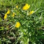 Ranunculus auricomusFlower