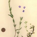 Veronica satureiifolia आदत