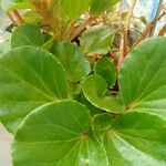 Begonia hirtella Blad