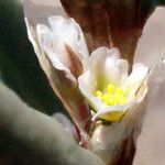 Polygonum raii Flower