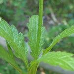 Verbena officinalis Likasa