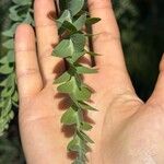 Acacia cultriformis Leaf