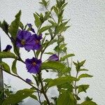 Solanum laciniatumVirág