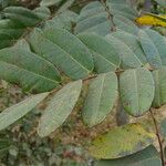 Detarium senegalense Leaf