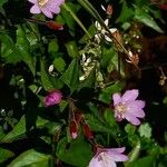 Epilobium alsinifolium 花