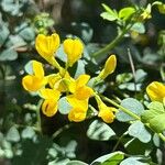 Coronilla valentina Blüte