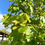 Acer × coriaceum 果実