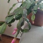 Schlumbergera bridgesii Flor
