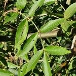 Fraxinus angustifolia Blatt