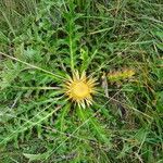 Carlina acanthifoliaफूल