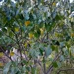 Cercis chinensis অভ্যাস