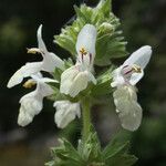 Stachys spinulosa Blodyn