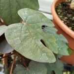 Adenia firingalavensis Leaf