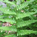 Dryopteris oreades 葉