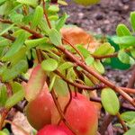 Vaccinium macrocarpon 果實