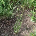 Camelina microcarpa Tervik taim