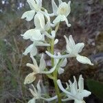 Orchis provincialis Flor