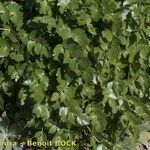 Athamanta cervariifolia Bark