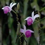 Arundina graminifolia Blomst