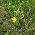 Ludwigia grandiflora Elinympäristö