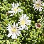 Mesembryanthemum nodiflorum Flor