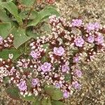 Limonium auriculiursifolium Други