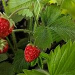 Fragaria vescaফল