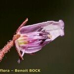 Phyllodoce caerulea फूल