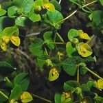 Euphorbia platyphyllos Blad