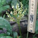 Reinhardtia simplex 其他