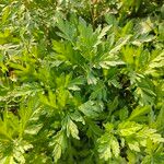 Artemisia princeps Листок