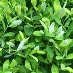 Erythroxylum coca Leaf