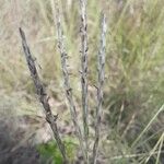 Bothriochloa ischaemumFlower