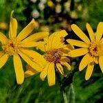 Senecio doronicum 花