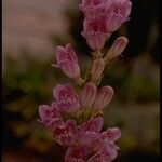 Penstemon palmeri Flor