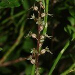 Neottia cordata Floare