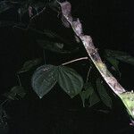 Schnella guianensis Leaf