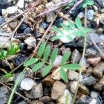 Hippocrepis scorpioides Blad