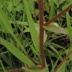 Myosotis laxa Leaf