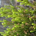 Erica reunionensis Feuille