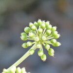 Fatsia japonica Цветок