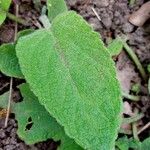 Phlomis russeliana Φύλλο