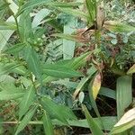 Symphyotrichum lanceolatum Leaf