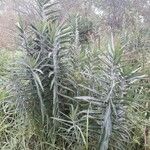 Euphorbia lathyris Habit